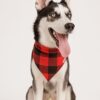 red pawfallo checks