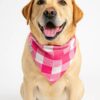pink pawfallow checks