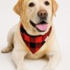 red pawfallo checks