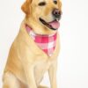 pink pawfallow checks