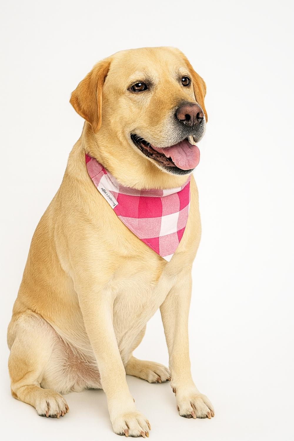 pink pawfallow checks pink pawfallow checks
