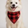 red pawfallo checks