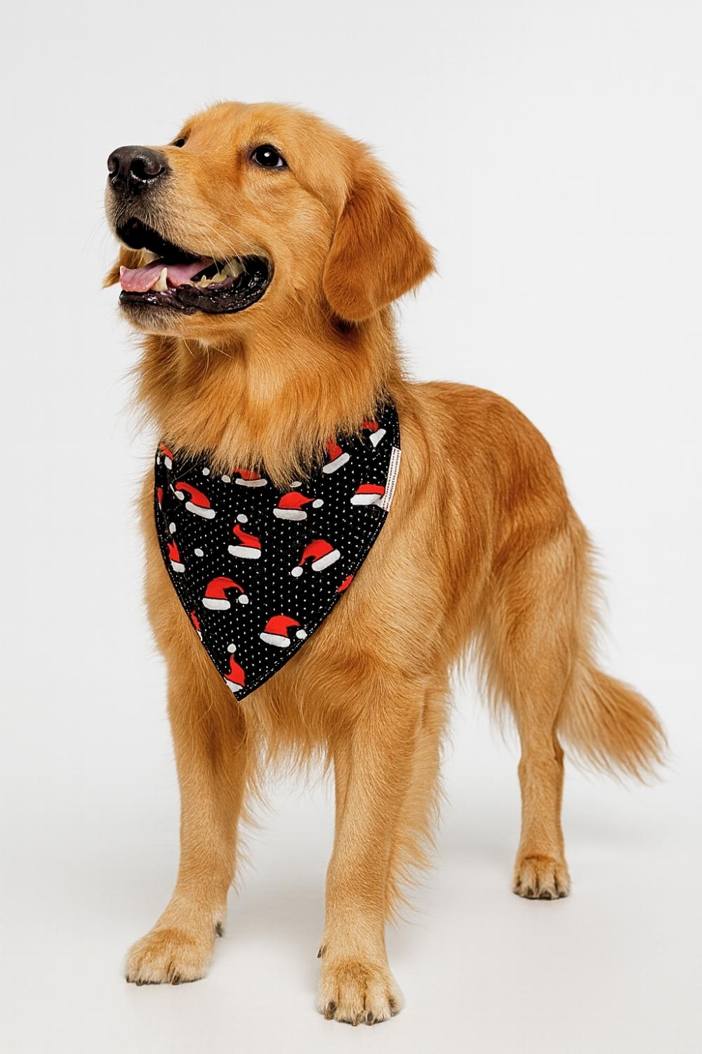 santa paws santa paws