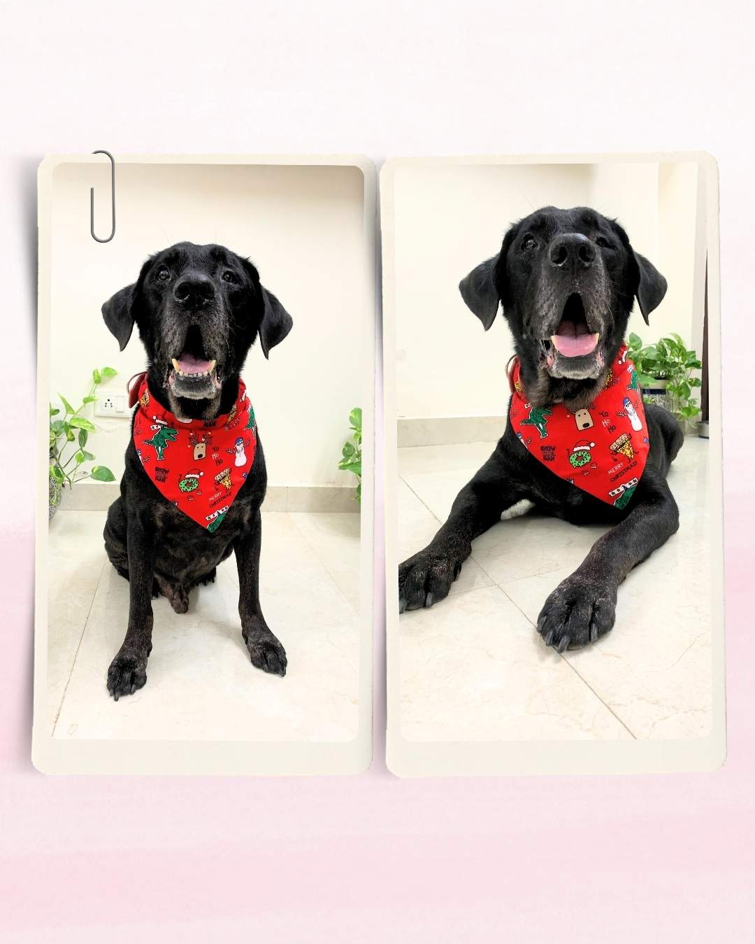 black white minimalist portrait photo inspirational quote instagram post