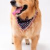 Golden Retriever wearing the Flora Fiesta Limited Edition handmade floral pet bandana with colorful tassel lace detailing on a white studio background.