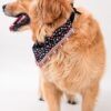 Golden Retriever wearing the Flora Fiesta Limited Edition handmade floral pet bandana with colorful tassel lace detailing on a white studio background.