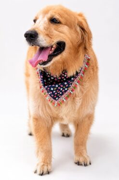 Golden Retriever wearing the Flora Fiesta Limited Edition handmade floral pet bandana with colorful tassel lace detailing on a white studio background.