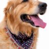 Golden Retriever wearing the Flora Fiesta Limited Edition handmade floral pet bandana with colorful tassel lace detailing on a white studio background.
