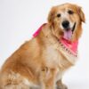 Handmade pink dog bandana with boho-inspired floral swirl print and decorative lace trim, worn by a Golden Retriever. Soft breathable fabric, comfortable everyday pet accessory.