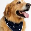 Dog accessories for dogs in India-Apne pets