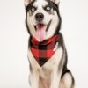 red pawfallo checks