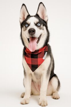 red pawfallo checks