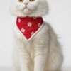 pawsome bloom