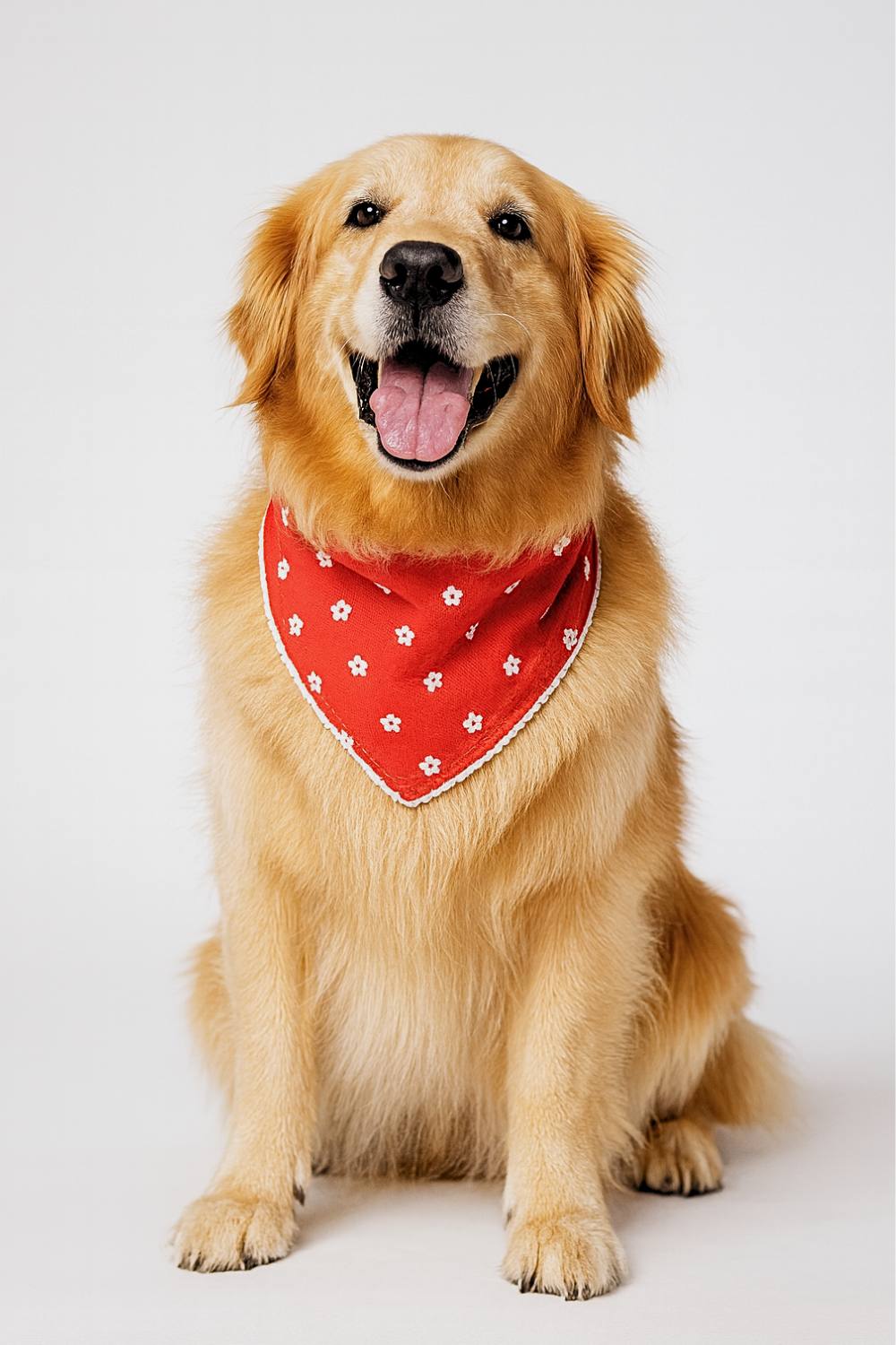 pawsome bloom pawsome bloom
