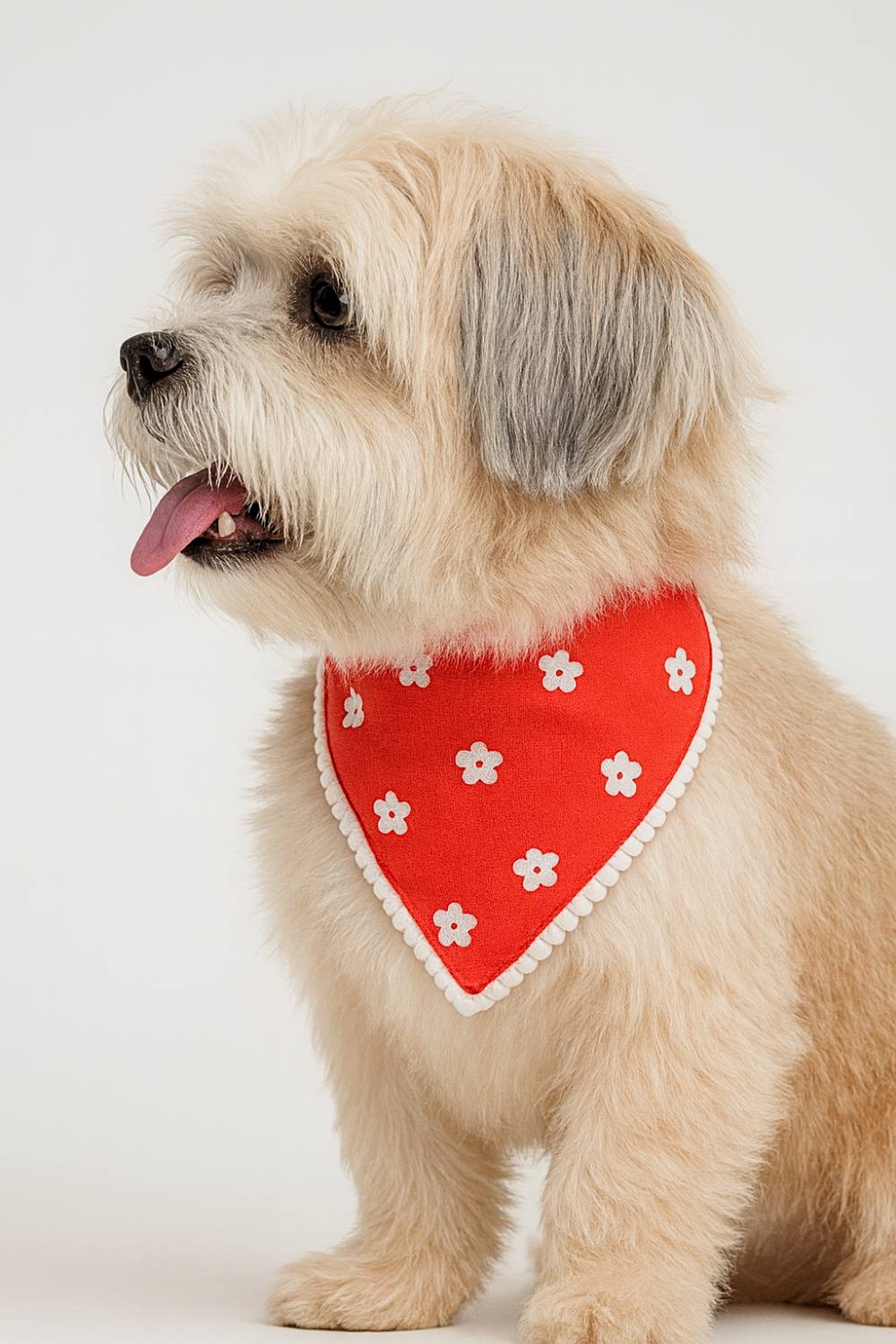 pawsome bloom pawsome bloom