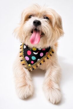 Golden Retriever wearing a handmade black polka dot dog bandana with colorful pastel dots and decorative tassel lace trim. Soft comfortable everyday pet accessory.