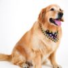 Golden Retriever wearing a handmade black polka dot dog bandana with colorful pastel dots and decorative tassel lace trim. Soft comfortable everyday pet accessory.