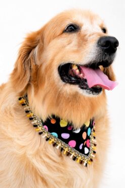 Golden Retriever wearing a colorful handmade polka dot pet bandana with tassel lace trim on a clean white studio background.