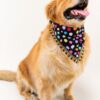 Golden Retriever wearing a colorful handmade polka dot pet bandana with tassel lace trim on a clean white studio background.