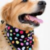 Golden Retriever wearing a colorful handmade polka dot pet bandana with tassel lace trim on a clean white studio background.