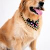 Golden Retriever wearing a colorful handmade polka dot pet bandana with tassel lace trim on a clean white studio background.